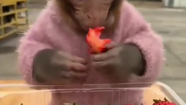 Monkey and Strawberry