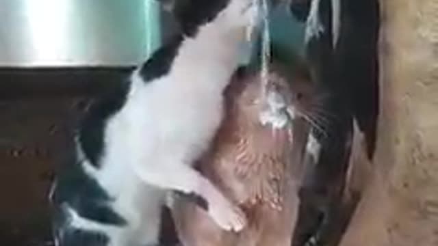 Cow Feeding Milk to Cats | Animal World