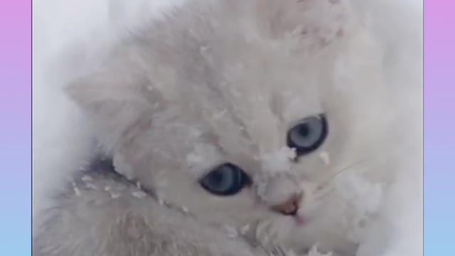 Cute and Funny Cat Videos Compilation 2021_#shorts