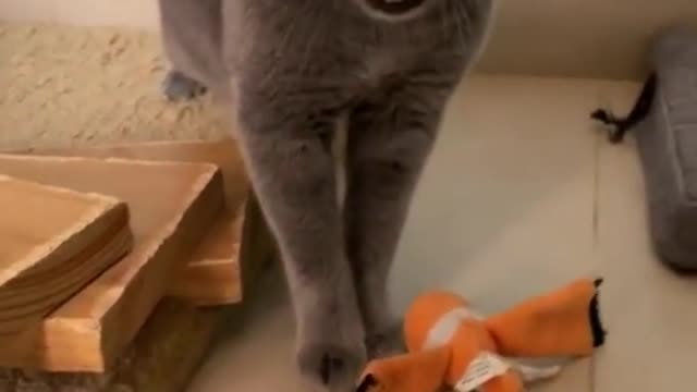 Baby Cats - Cute and Funny Cat Videos Compilation pt14 | Cute cats of the world