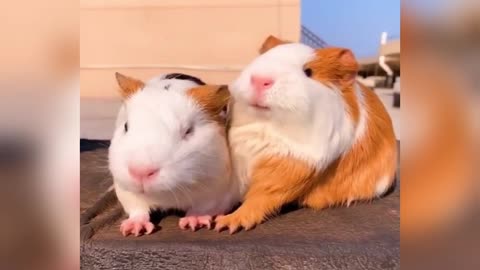 Cute Baby Animals share foods