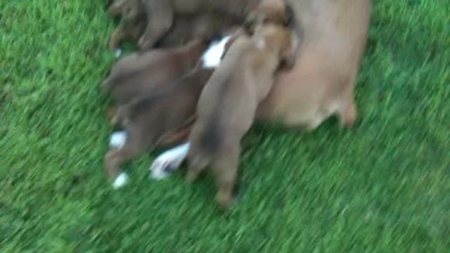 10 Hungry Boxer Puppies