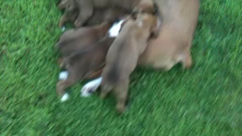 10 Hungry Boxer Puppies