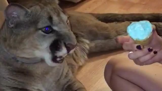 Domesticated puma youngster loves eating ice cream