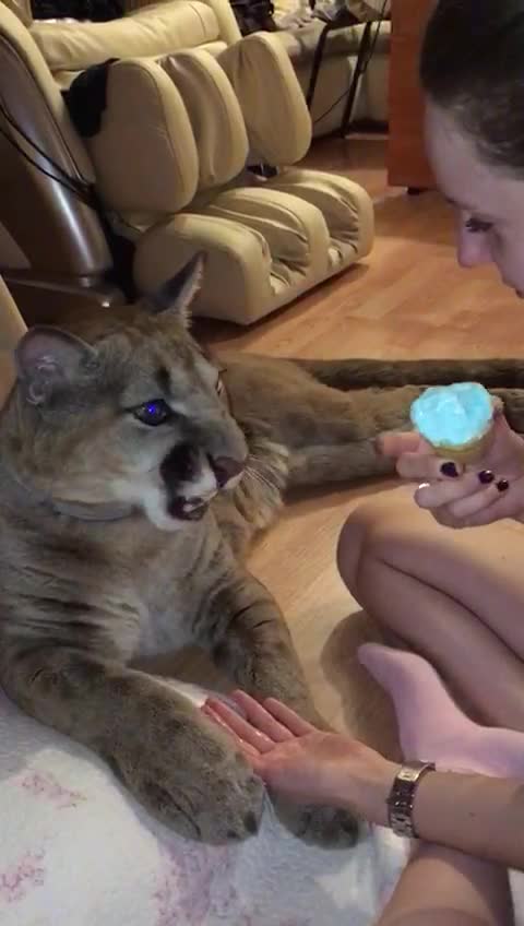 Domesticated puma youngster loves eating ice cream