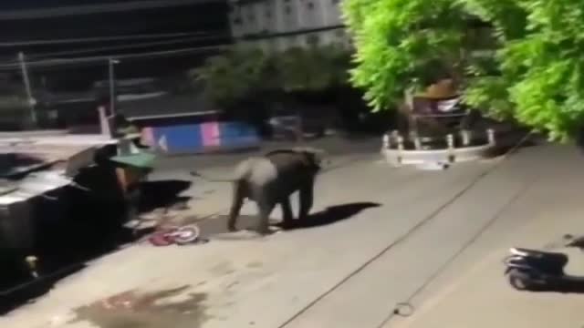 This Elephant dont like motorbikes. 😂😂