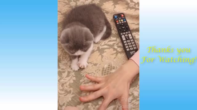 Recopilación de videos de animales bebés lindos momento más lindo de los animales