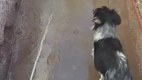 Black dog getting sprayed with water