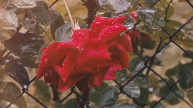 Rose in rain