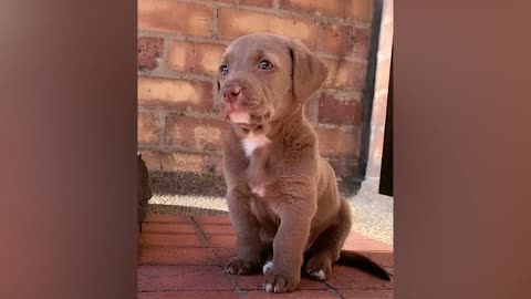 Amazing reactions from these pet dogs.