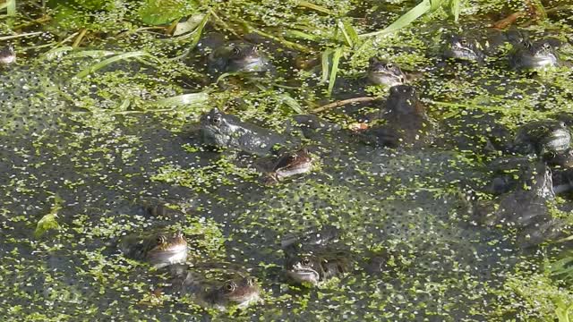 Frog - 15744