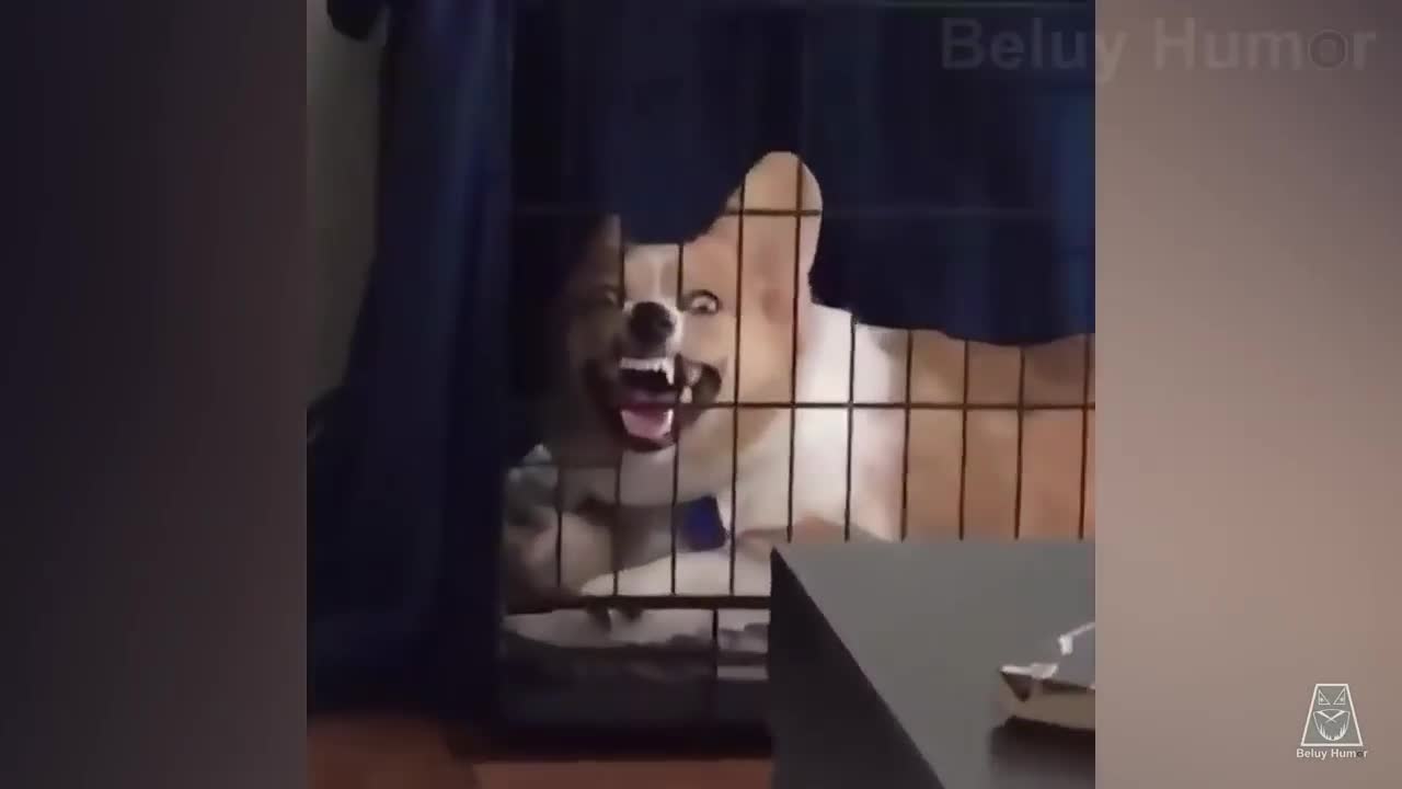 That mad dog is laughing in a cage