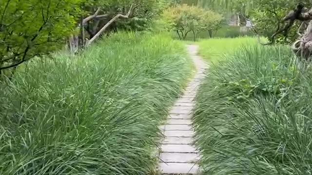 The road is lined with trees