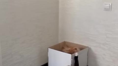 cats in a box