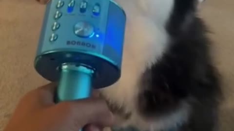 adorable dog sings into microphone