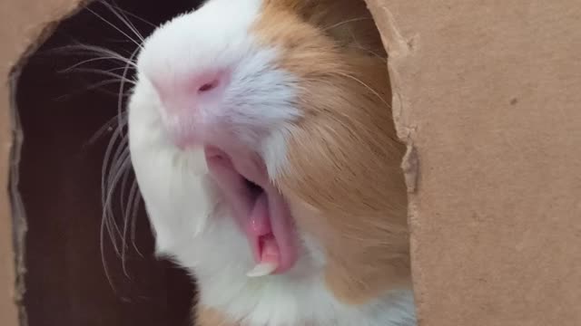 cute little pig
