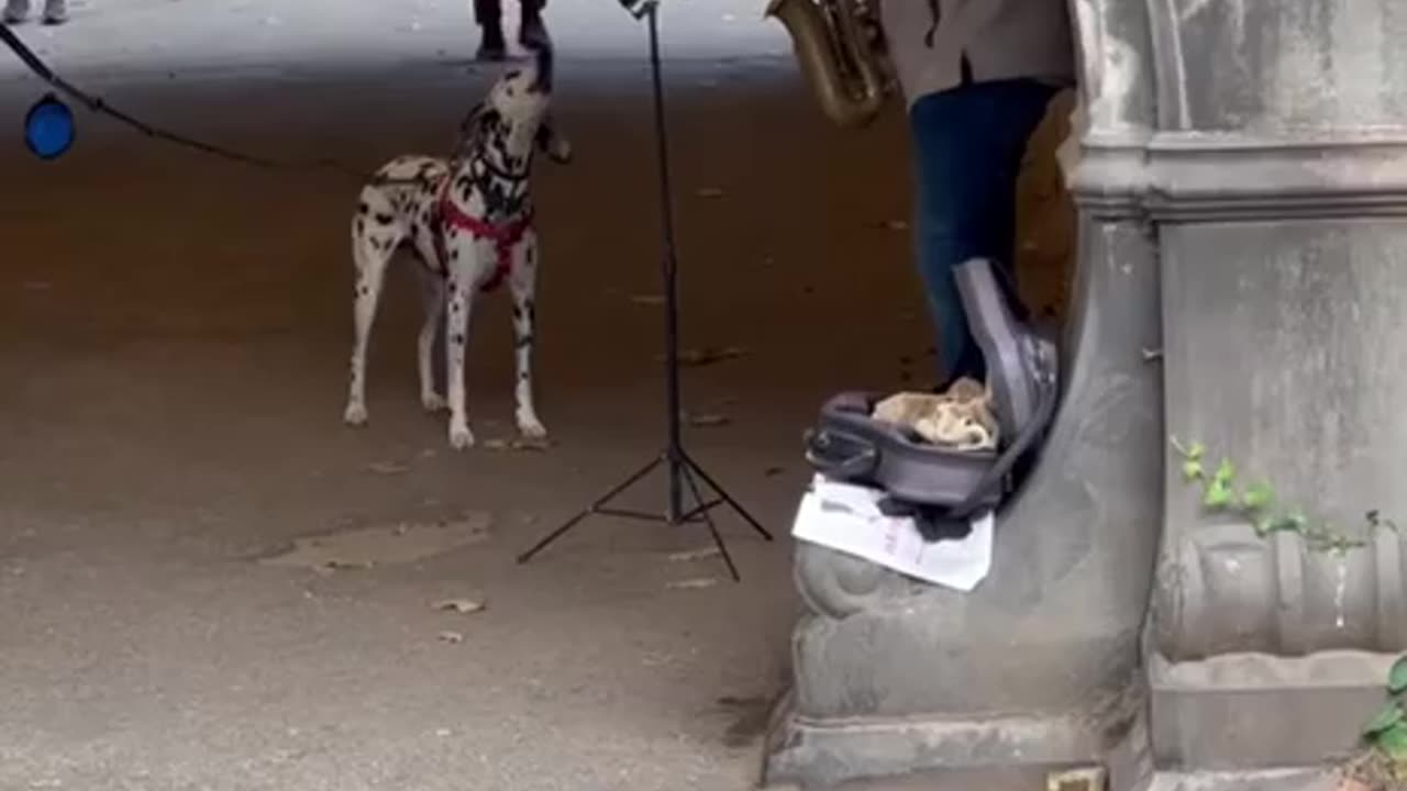 Central Park street performers duo 😊