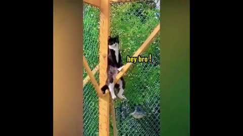 The best and fastest pets of 2023..