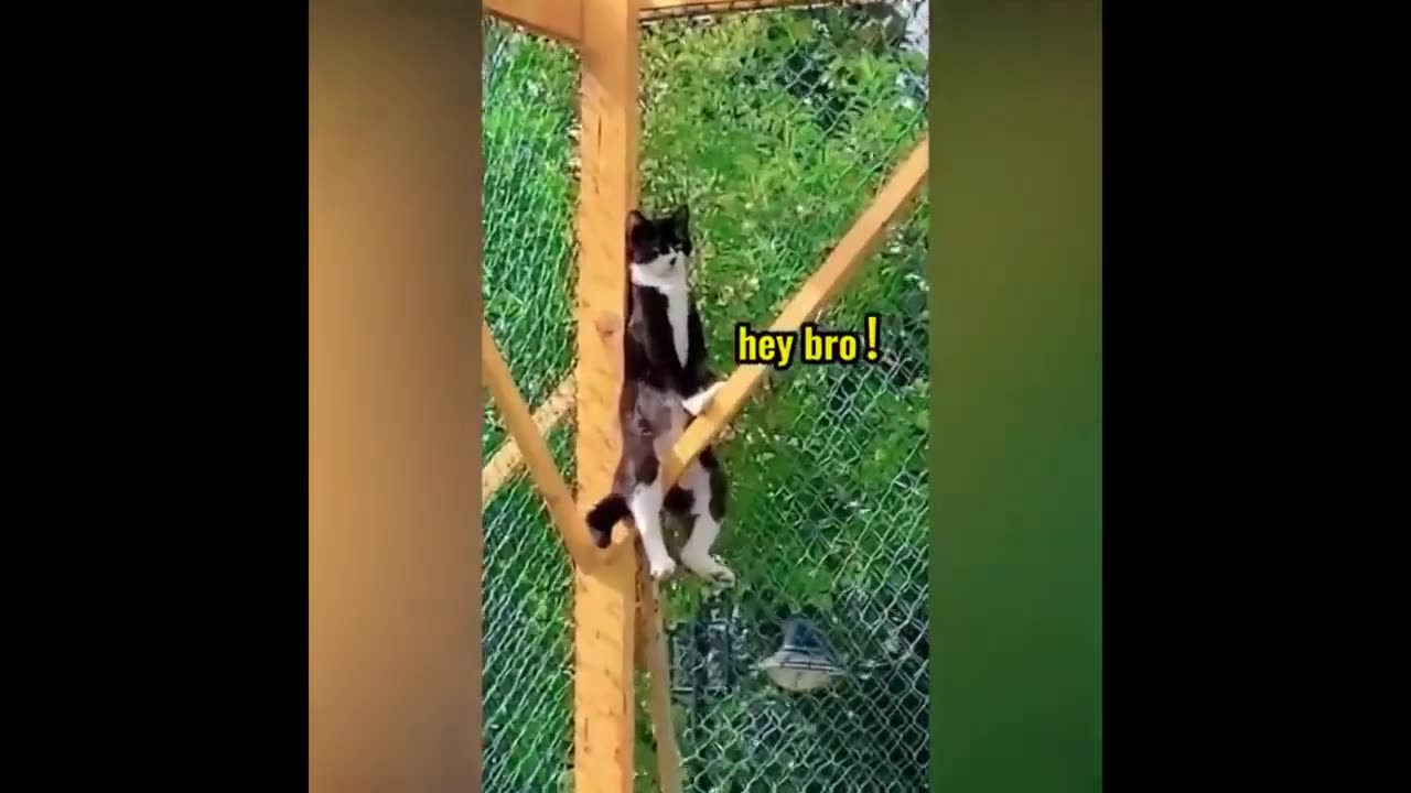 The best and fastest pets of 2023..