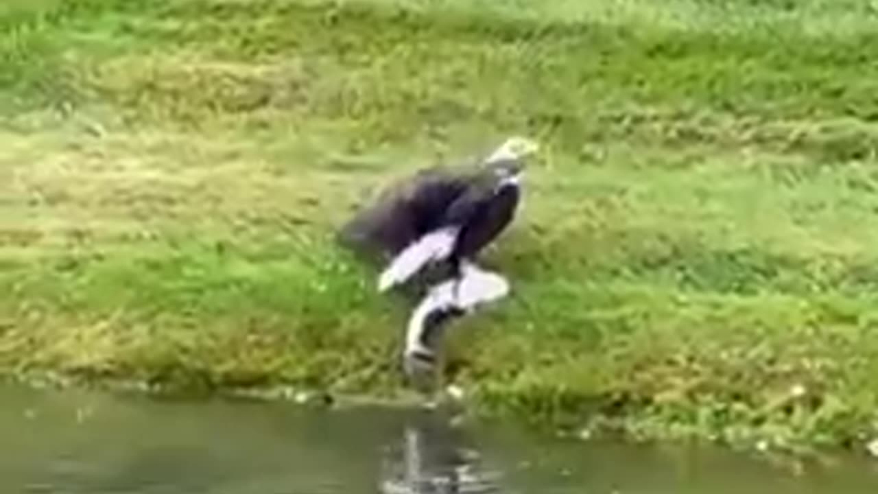 Eagle swoops in for a great catch