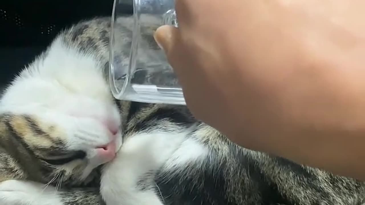 CAT FUNNY VIDEOS