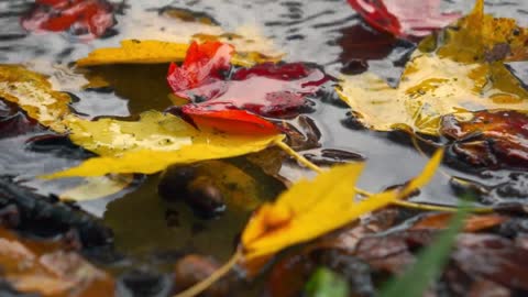 fallen leaves in water