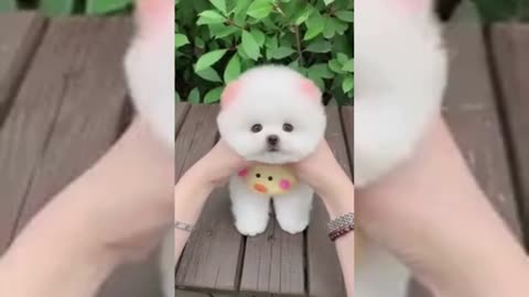 Cute & Funny Animals Videos 🐕‍🦺 Pets, Dogs, 🐱 Cats Compilatio