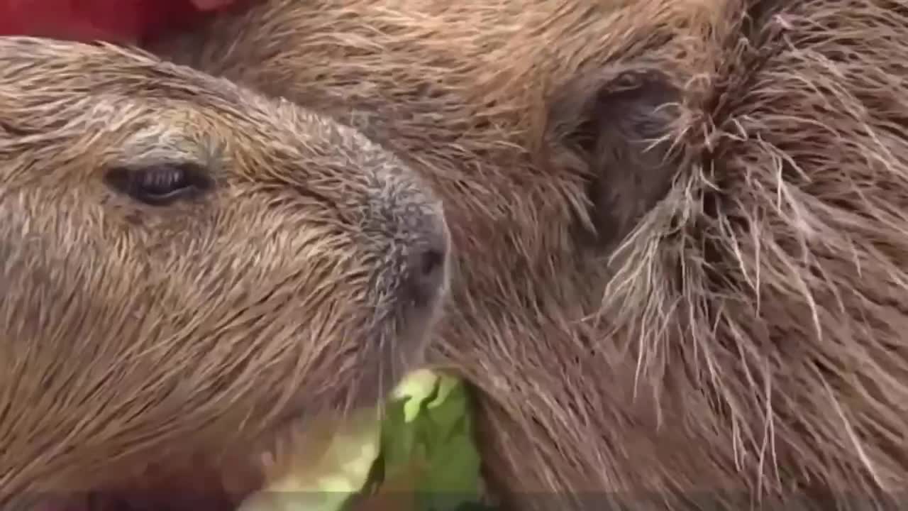 What is animals?