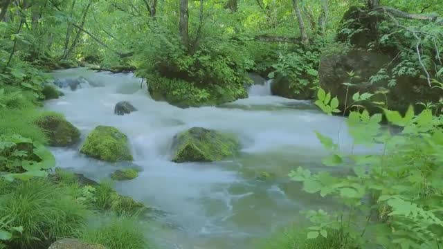 Relaxing Jungle Sound With Birds, Nature Meditation & Stress Relief 001