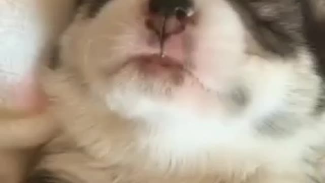 My cat loves lemon and also me|#animal videos