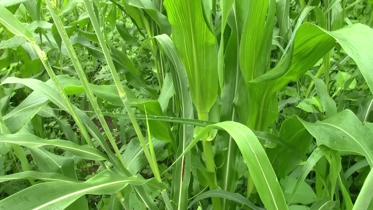 English Peas Ranch Dip