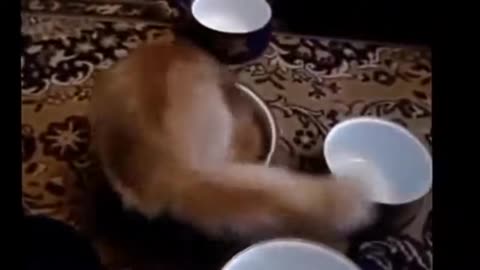 funny cat videos