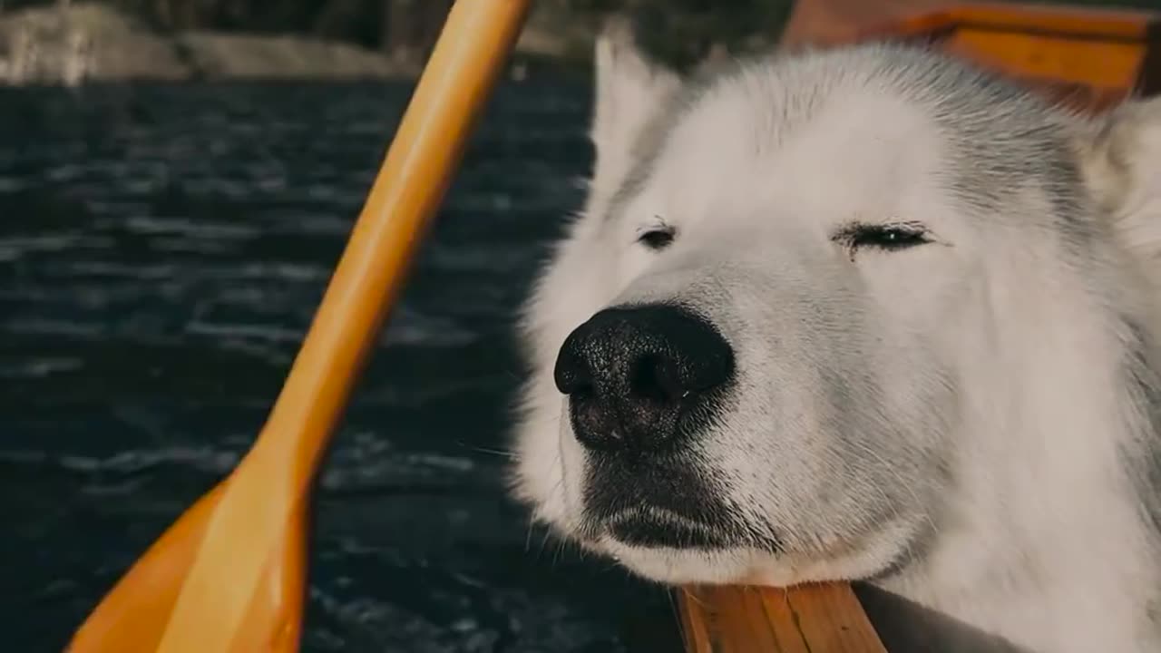 Doggy Drift - A Relaxing Boating Experience Like Never Before!