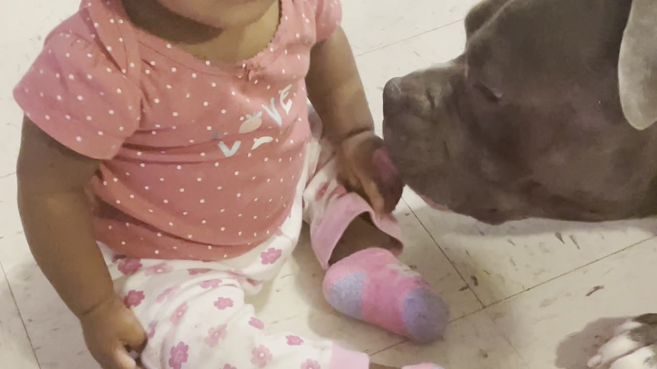 Baby eating dog ears