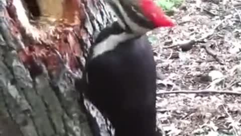 Woodpecker in Action