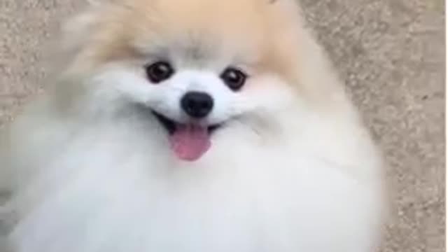 Cute dogs and cats very funny videos