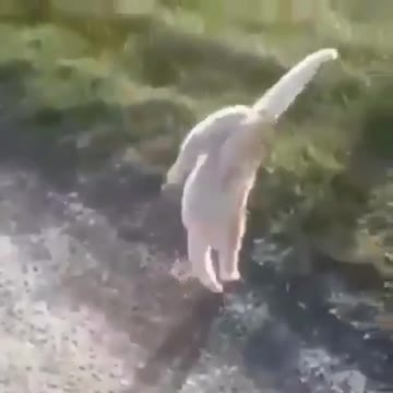 Walking on the handcar just discovered