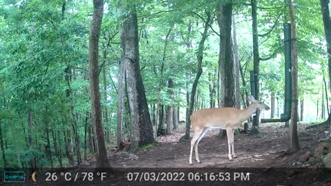 The Woods - 07/04/2022