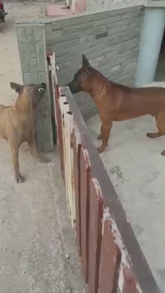 Calm in the dog struggle