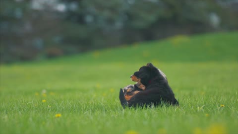 Two dogs running