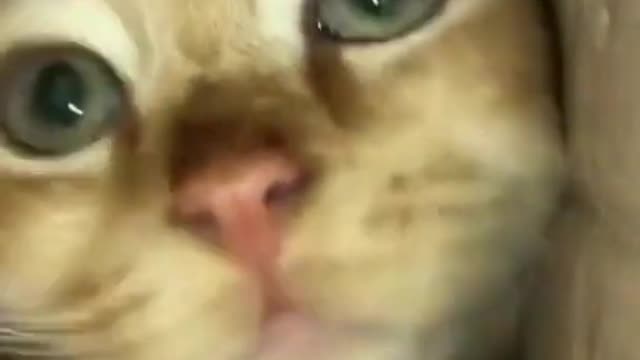 CUTE CAT NICE EYES VIDEO very funny moment