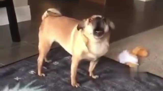 shocked dog screams in a human voice