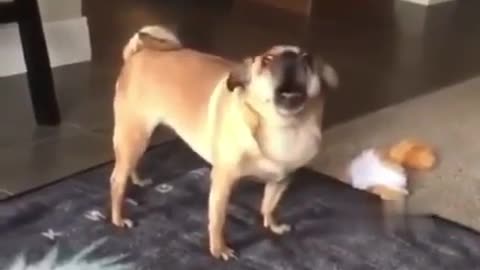 shocked dog screams in a human voice