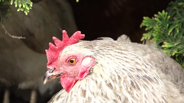 beautiful chicken on farm (6)