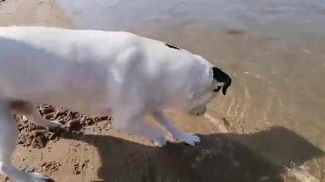 Pup desperately tries to befriend frog at the beach