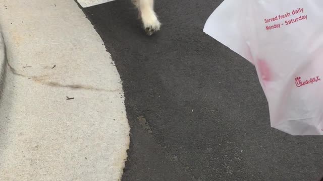 Adorable Golden Retriever Snags Bag of Food for Owner