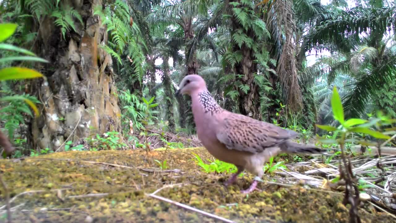 "I know the pigeons weeping have bigger loves than many people I know."