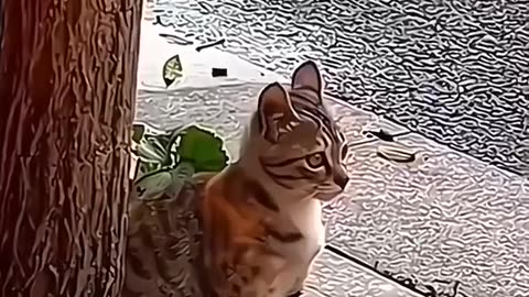 Funny animals
