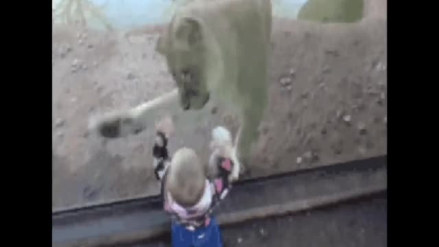 Little baby laughing while Tiger attacks on him