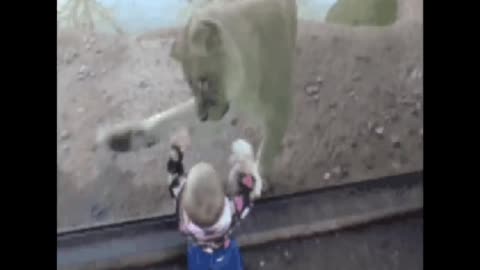 Little baby laughing while Tiger attacks on him